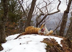 Tiger photo 2