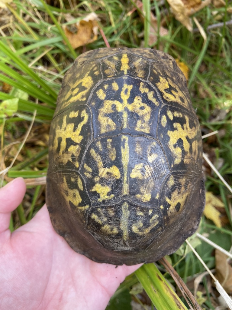 Eastern Box Turtle In October 2023 By Riversandroads INaturalist   Large 