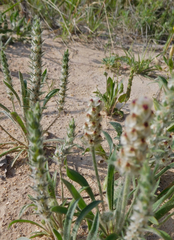 Plantago patagonica