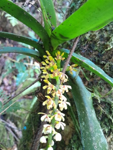 Pomatocalpa