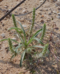 Plantago patagonica