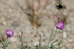 Sidalcea glaucescens