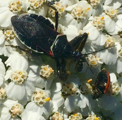 Apiomerus californicus