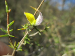 Aspalathus glossoides