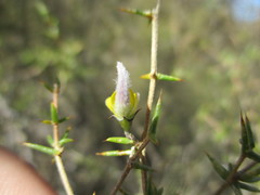 Aspalathus glossoides