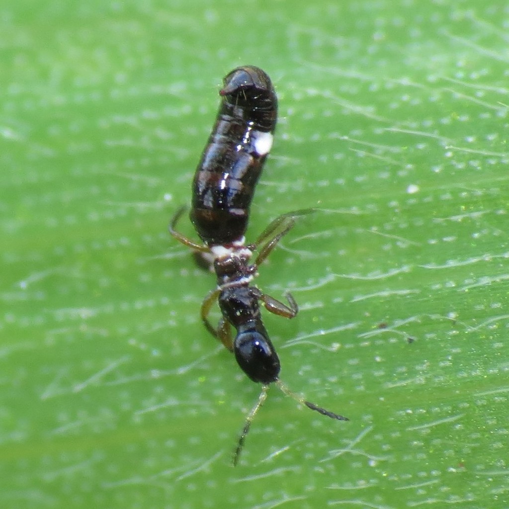 Compsothrips jacksoni