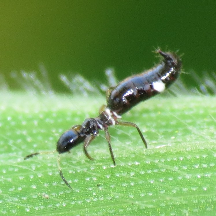 Compsothrips