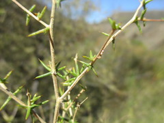 Aspalathus glossoides