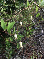 Clematis reticulata