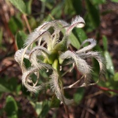 Clematis reticulata
