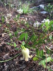 Clematis reticulata