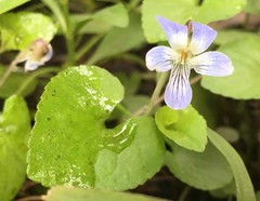 Viola edulis