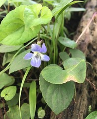 Viola edulis