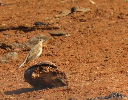 Buffy Pipit (Anthus vaalensis), photo 7