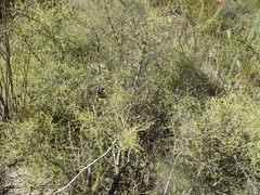 Aspalathus glossoides