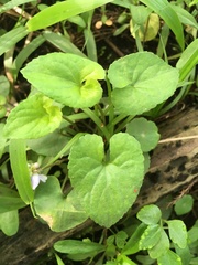 Viola edulis
