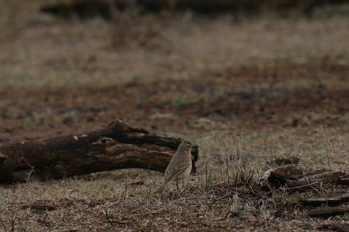 Buffy Pipit (Anthus vaalensis), photo 8