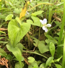 Viola edulis