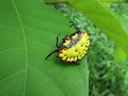 Aranoethra cambridgei