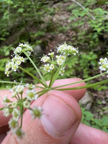 Image of Ligusticum canadense by (c) Nathan Aaron, some rights reserved (CC BY)