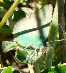 Callophrys viridis