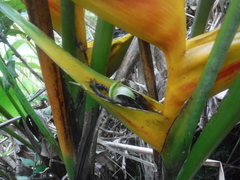 Heliconia bihai