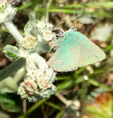 Callophrys viridis