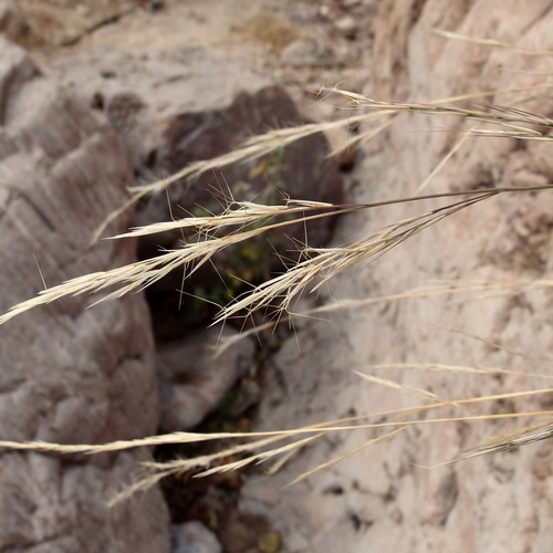 poverty threeawn (Aristida divaricata)