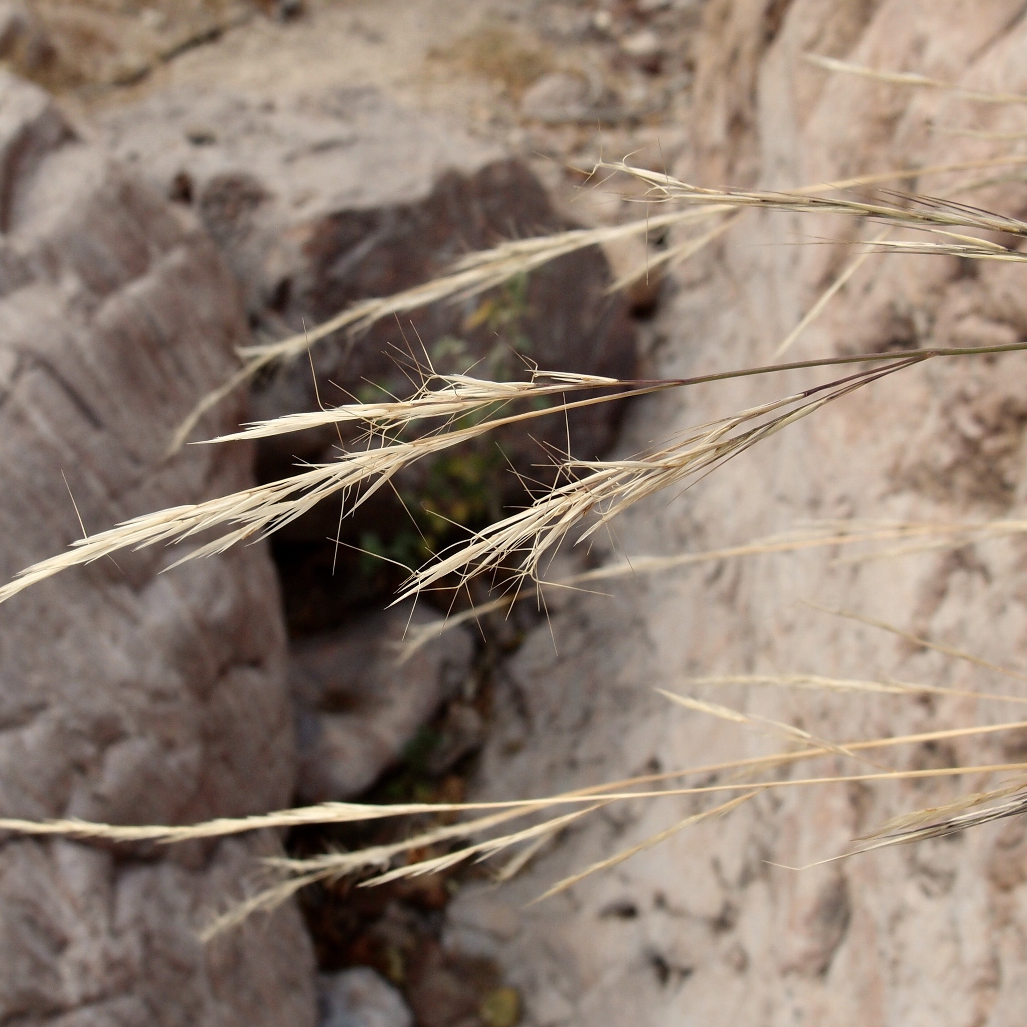 Aristida divaricata