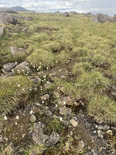 Northland cottonsedge (Eriophorum brachyantherum)