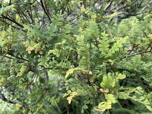 Weinmannia pinnata - Whole tree