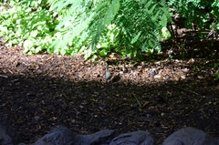 Motacilla cinerea cinerea