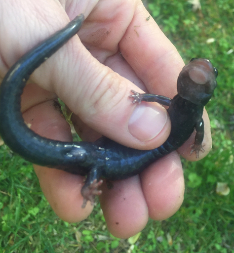 Plethodon cylindraceus