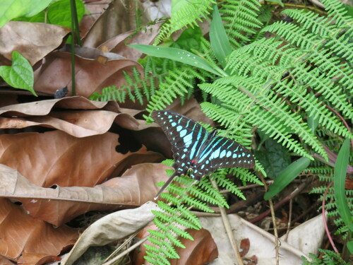 Small Striped Swordtail