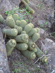 Coryphantha erecta