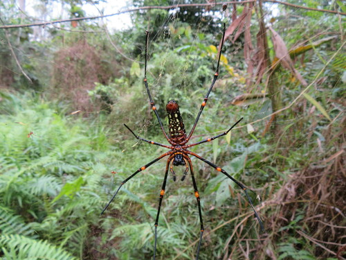 Nephila constricta