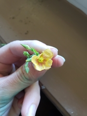 Linum berlandieri
