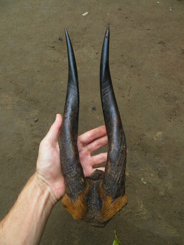 Northern Bushbuck