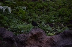 Turdus merula cabrerae