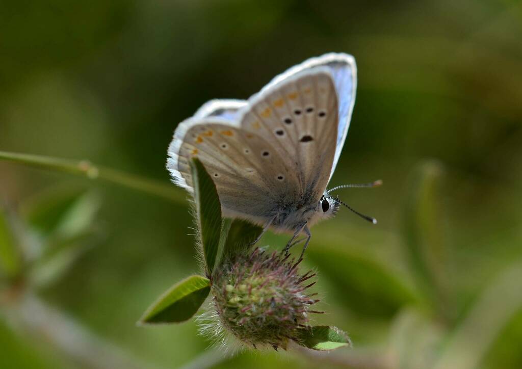 Polyommatus atlanticus