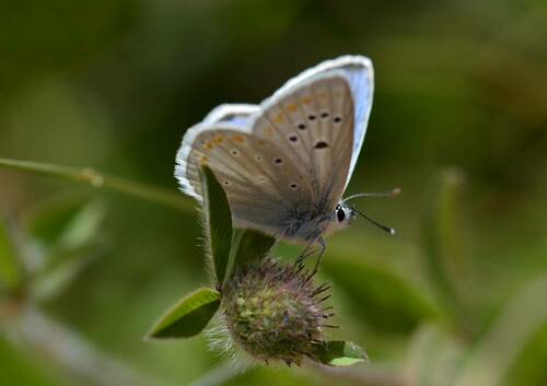 Polyommatus atlantica