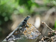 Sceloporus aureolus