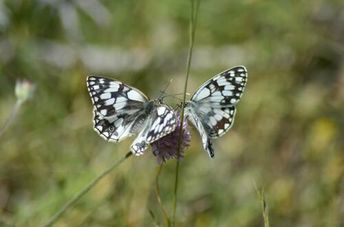 Moroccan Marbled White