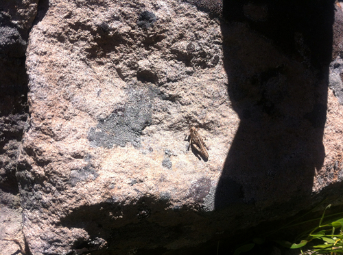 iNaturalist observation photo of Slow Mountain Grasshopper