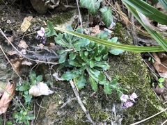 Arabis rosea
