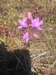 Calopogon