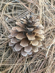 Pinus douglasiana