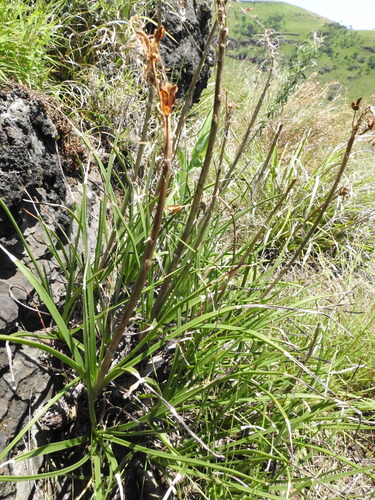 Image of Aloe chortolirioides by (c) katuchka, some rights reserved (CC BY)