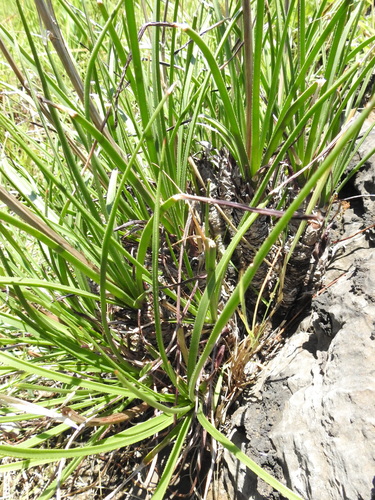 Image of Aloe chortolirioides by (c) katuchka, some rights reserved (CC BY)