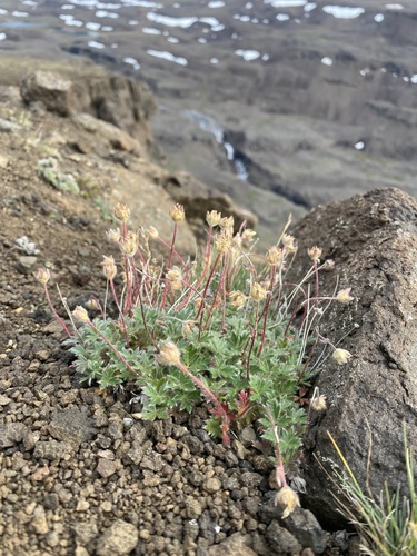 Potentilla uniflora, photograph 5